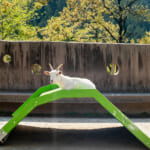 四季の里動物園のヤギ