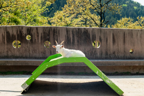 四季の里動物園のヤギ