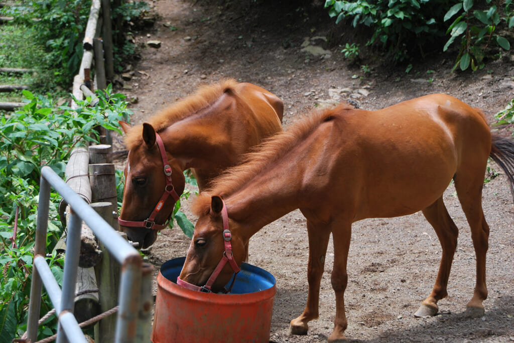 対州馬の餌やり体験