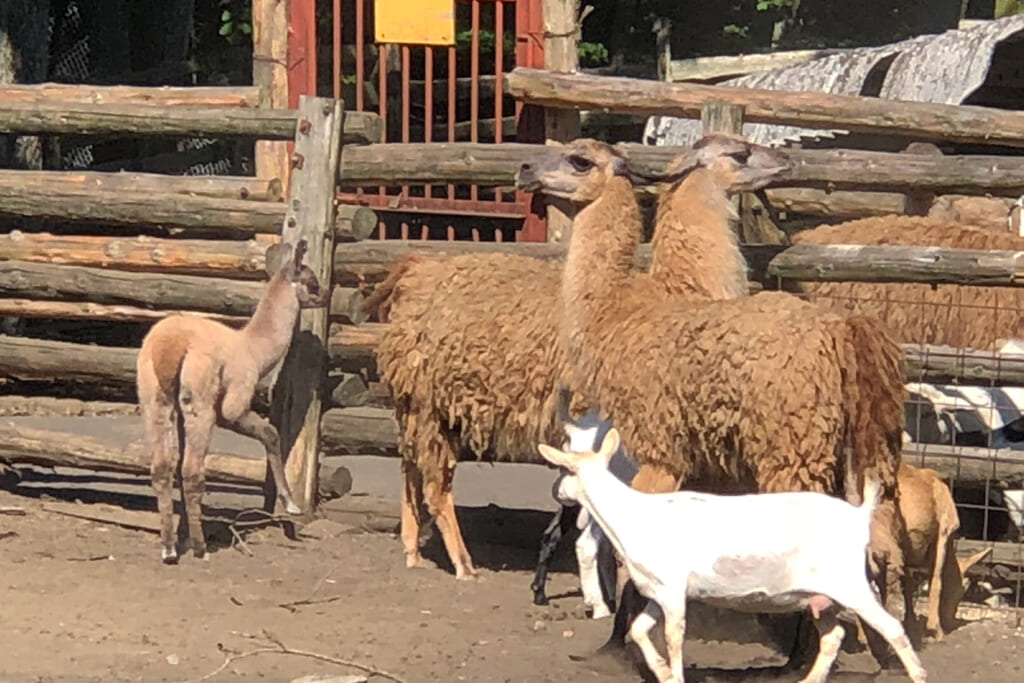 草食動物の餌やり体験