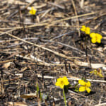 【画像】阿蘇の雄大さと地球の息吹を全身で感じられる「絶景スポット」大観峰と中岳火口へのドライブ旅 〜 画像1