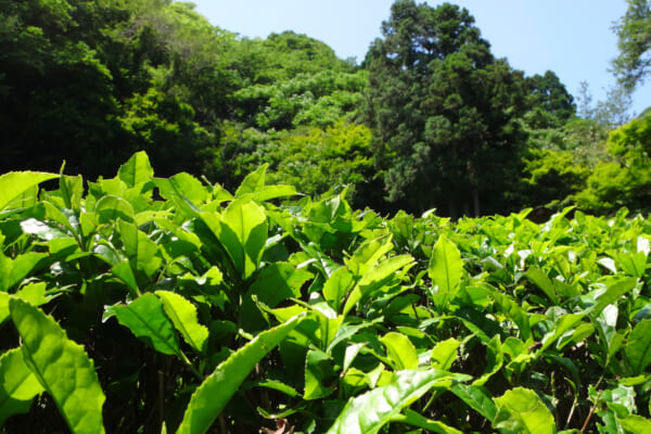 新緑が眩しい茶畑