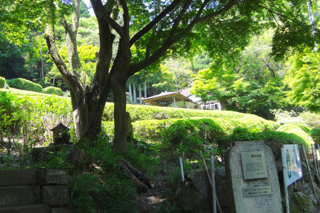 観光茶園の静香園