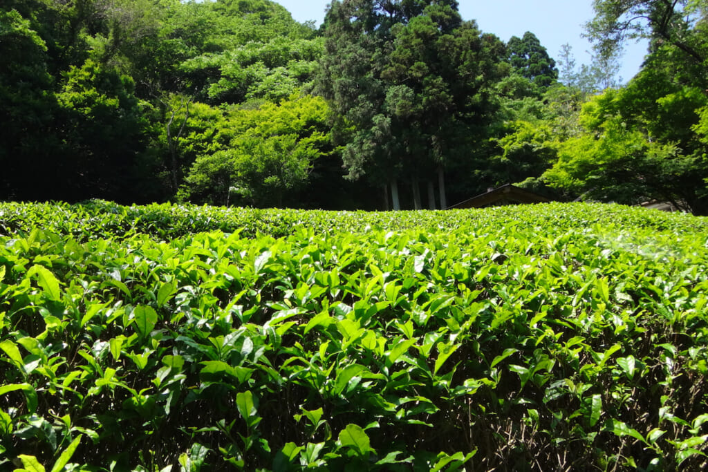 新緑が眩しい茶畑