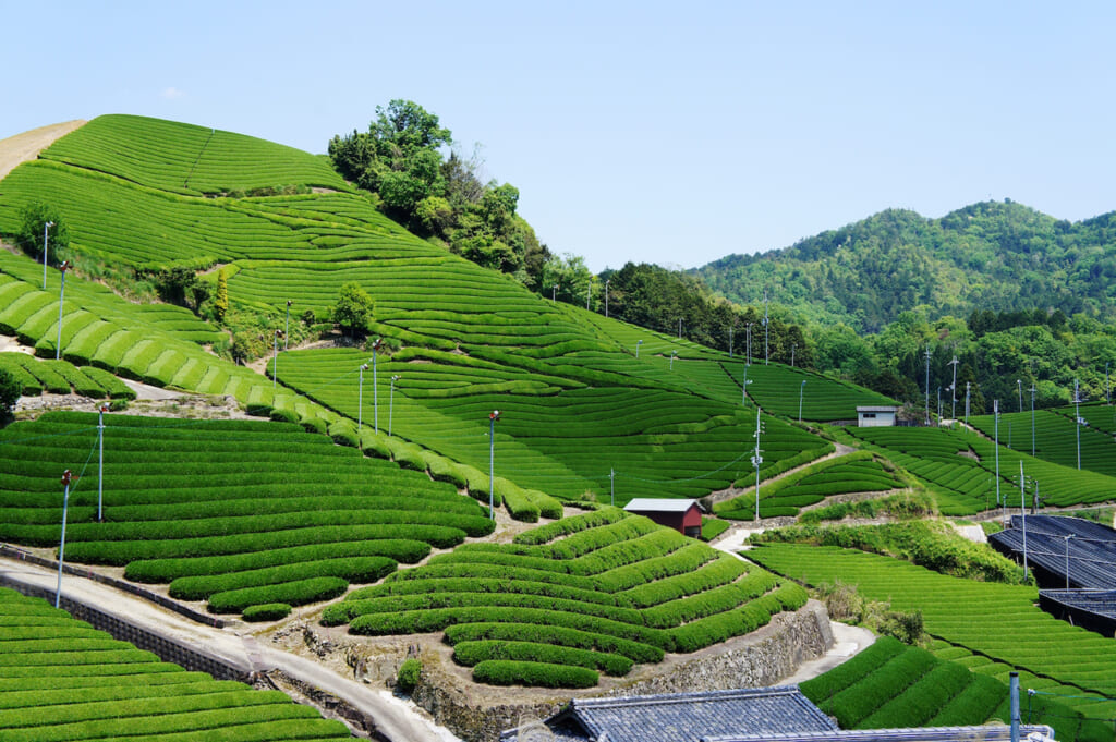 茶源郷として知られる和束町