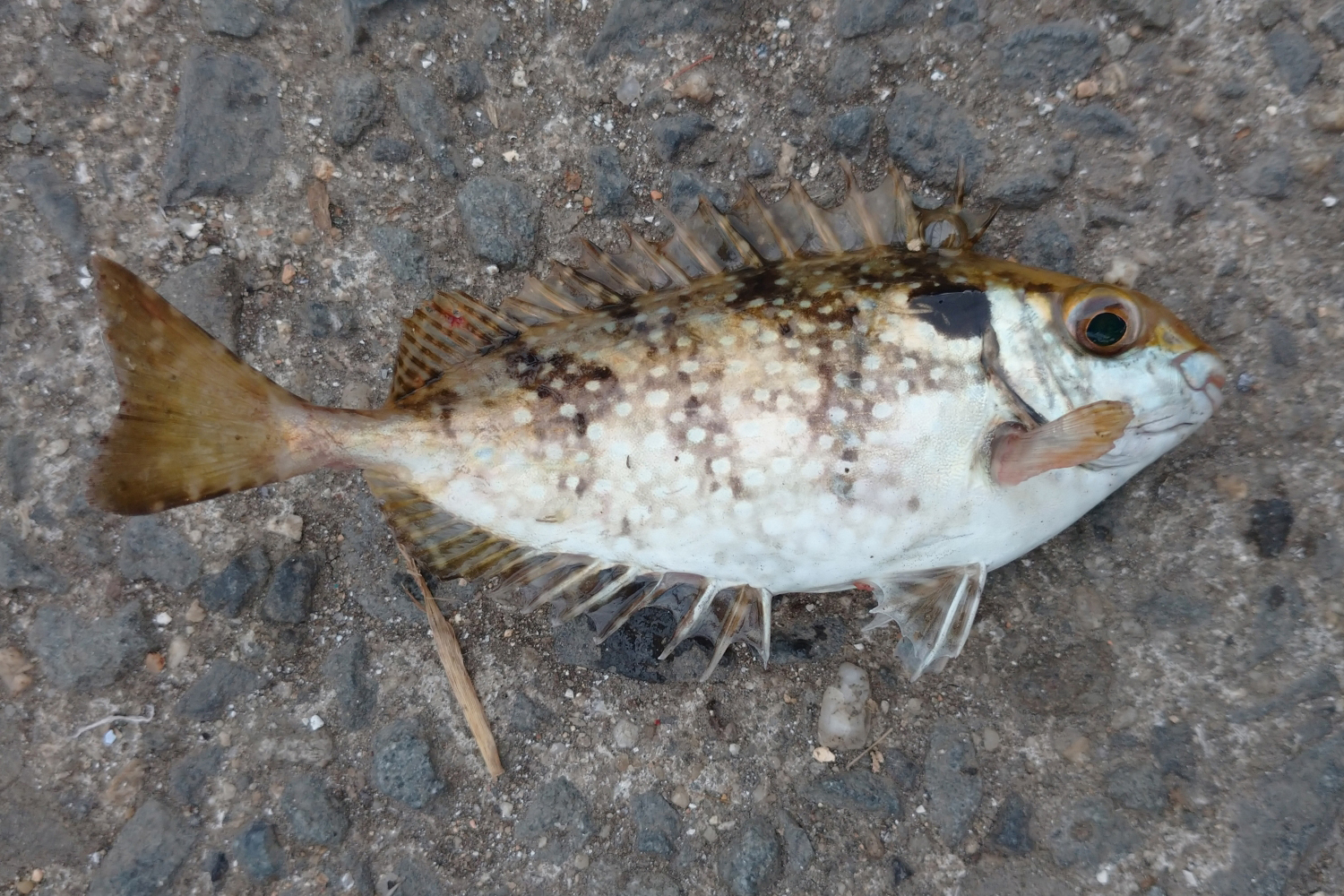 | キケンすぎる! 海の猛毒生物 vol.01 刺されたら激痛、時にあの世行き!? 恐るべき海の猛毒魚たち | soto lover - ソト ...