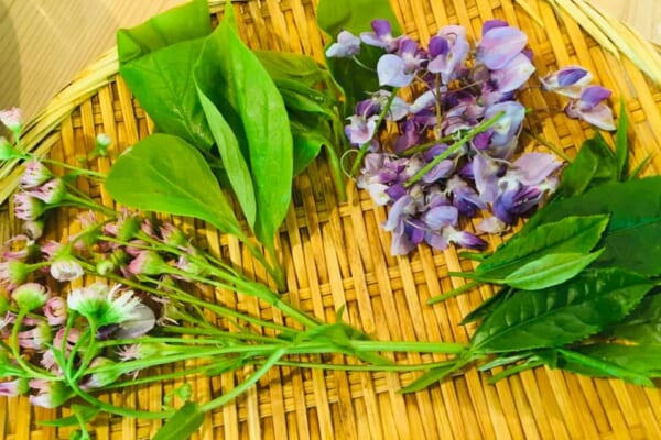 じつは食べられる野草