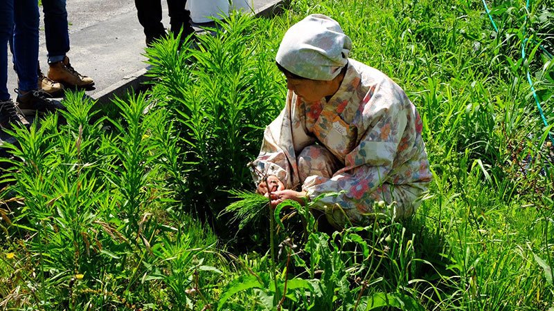 野草塾つみ草代表のうんのちえこさん