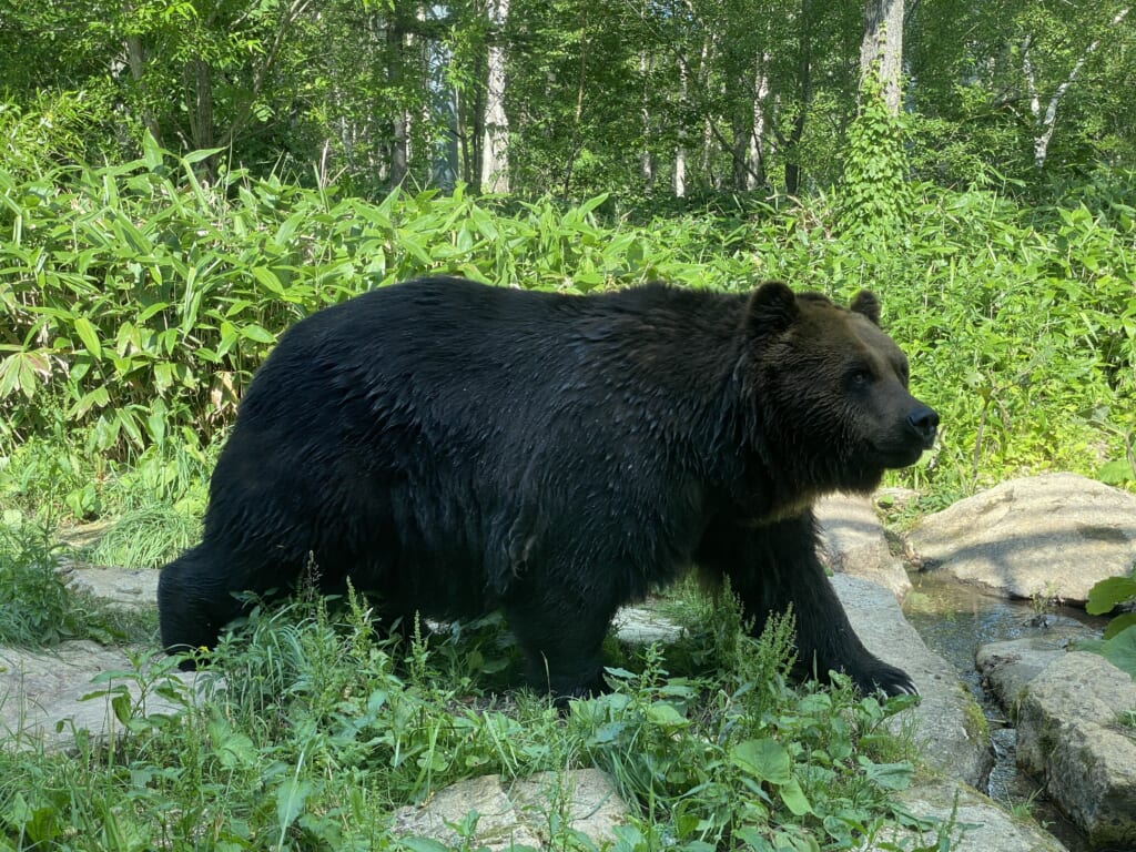 熊 ヒグマ 出没情報 ひぐまっぷ