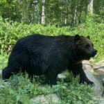 【画像】少しでも「熊害」をなくしたい！   北海道全域を網羅するヒグマ出没情報サイト「ひぐまっぷ」の情報共有力とは？ 〜 画像1