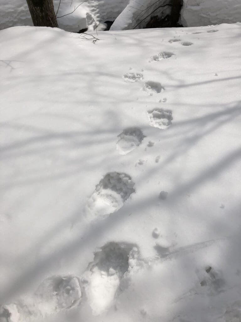 熊 ヒグマ 出没情報 ひぐまっぷ