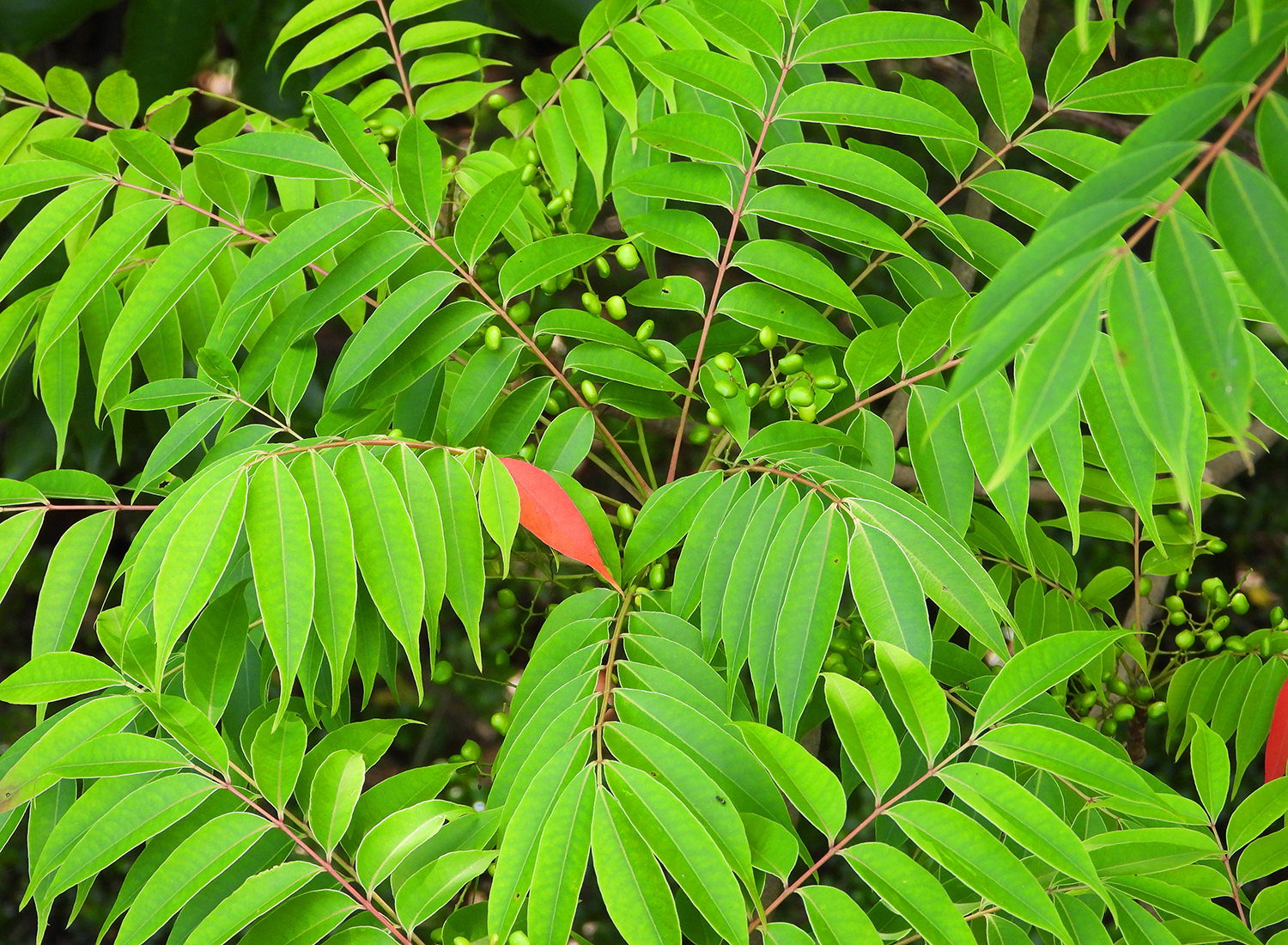 6. これらの製品を避ける