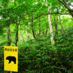 【画像】熊出没注意！ 研究家に聞く自然のなかでクマに襲われないための知っておきたい【対策術】 vol.04 〜 画像1