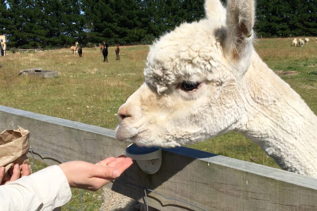 モスバーンカントリーパークでアルパカにエサをあげる様子