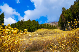 屋敷山のミツマタ