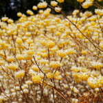 【画像】ミツマタの群生地を目指して屋敷山ハイク！   メルセデスの新型エステートで行く「黄金郷」探しの旅 〜 画像1