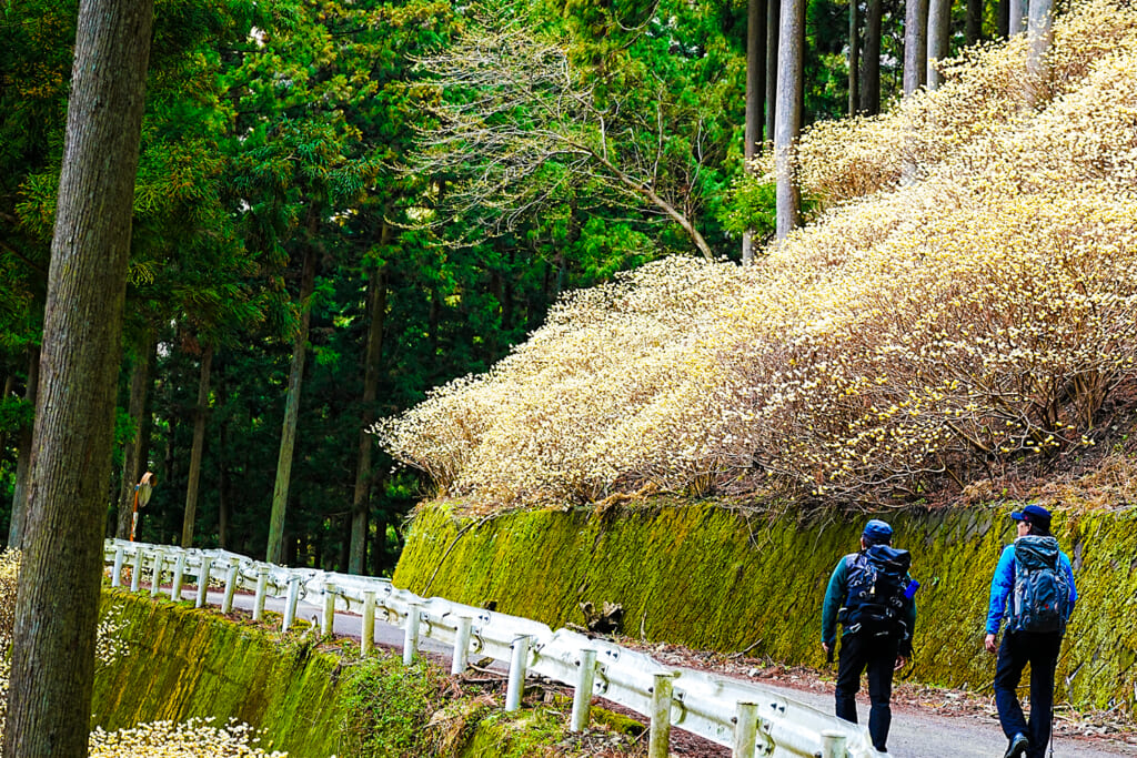 屋敷山のピークハント