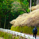 【画像】ミツマタの群生地を目指して屋敷山ハイク！   メルセデスの新型エステートで行く「黄金郷」探しの旅 〜 画像1