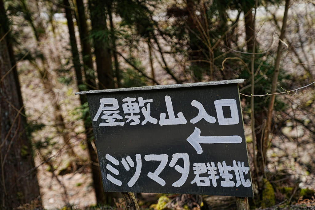 屋敷山のミツマタ群生地への入口