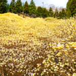 【画像】ミツマタの群生地を目指して屋敷山ハイク！   メルセデスの新型エステートで行く「黄金郷」探しの旅 〜 画像1