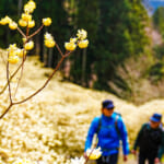 【画像】ミツマタの群生地を目指して屋敷山ハイク！   メルセデスの新型エステートで行く「黄金郷」探しの旅 〜 画像1