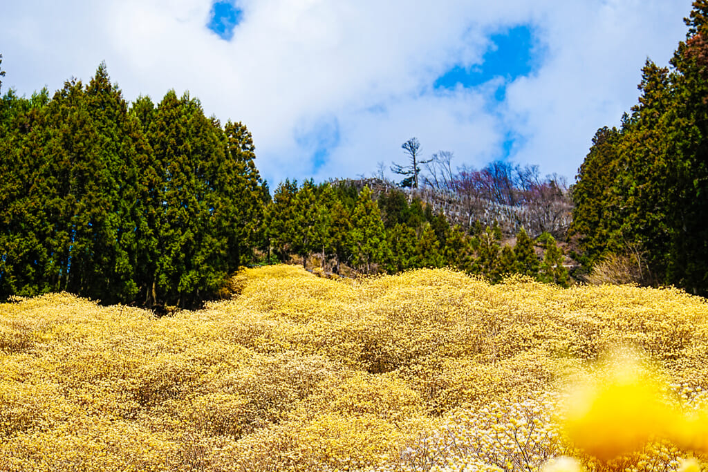 屋敷山のミツマタ