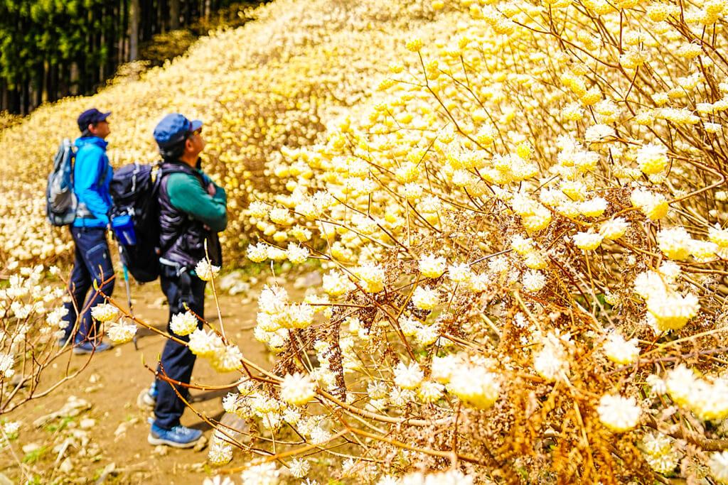 屋敷山のミツマタをハイク