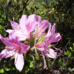 【画像】新緑と初夏の花々を満喫できる穴場！　東六甲「樫ヶ峰」縦走ルートへ【近畿エリア】 〜 画像1