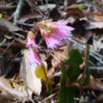 【画像】新緑と初夏の花々を満喫できる穴場！　東六甲「樫ヶ峰」縦走ルートへ【近畿エリア】 〜 画像1