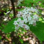 【画像】新緑と初夏の花々を満喫できる穴場！　東六甲「樫ヶ峰」縦走ルートへ【近畿エリア】 〜 画像1