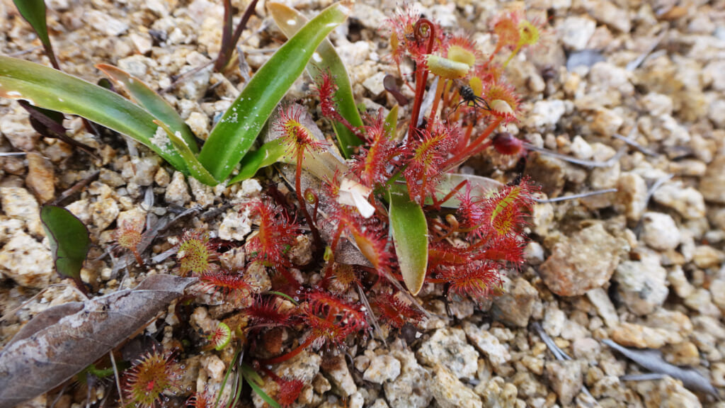 食虫植物のモウセンゴケ