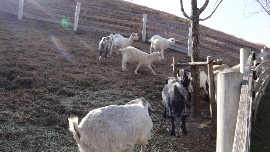 六甲山牧場の羊