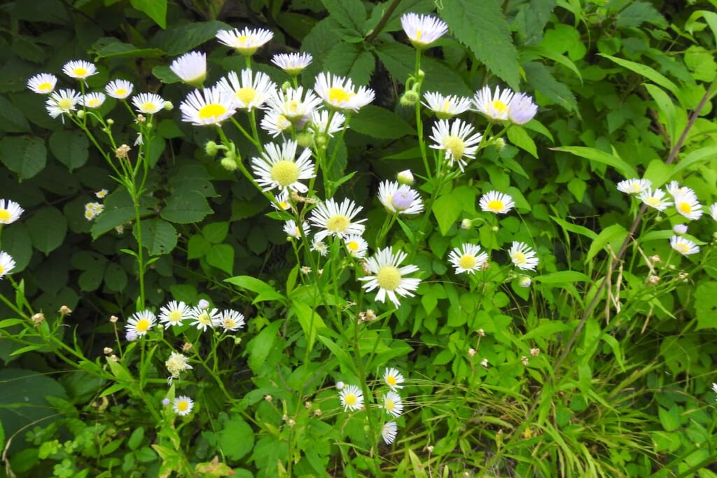 白色の花びらを持つヒメジオン