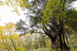 平湯キャンプ場のひらゆの森