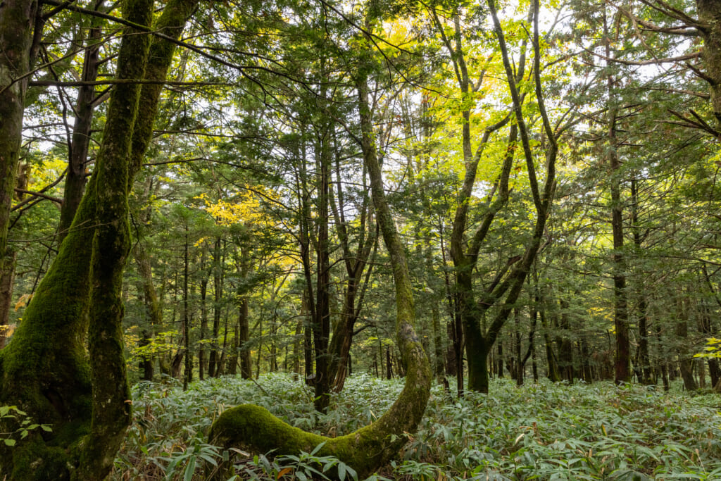 平湯キャンプ場のひらゆの森