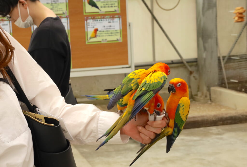 掛川花鳥園のコガネメキシコインコ