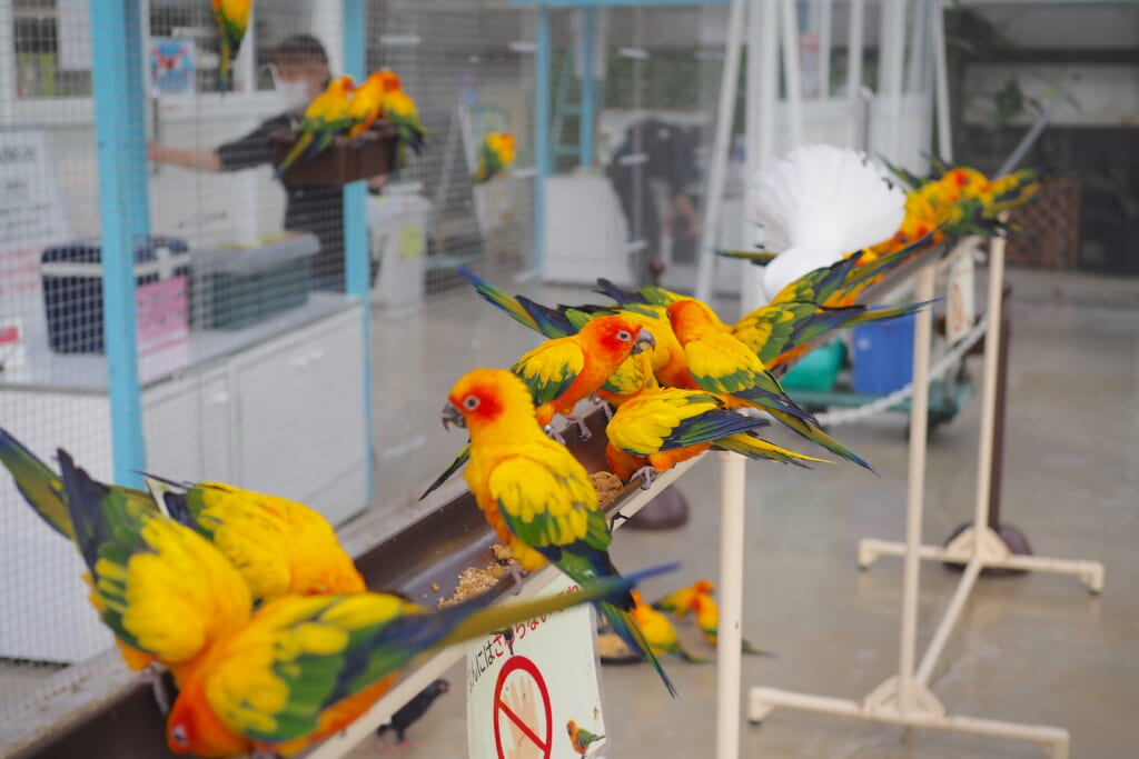 掛川花鳥園のコガネメキシコインコ