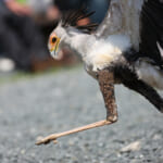 【画像】鷹もインコも乗ってくる⁉︎　鳥との距離感がとにかく近い体験型テーマパーク「掛川花鳥園」 〜 画像1