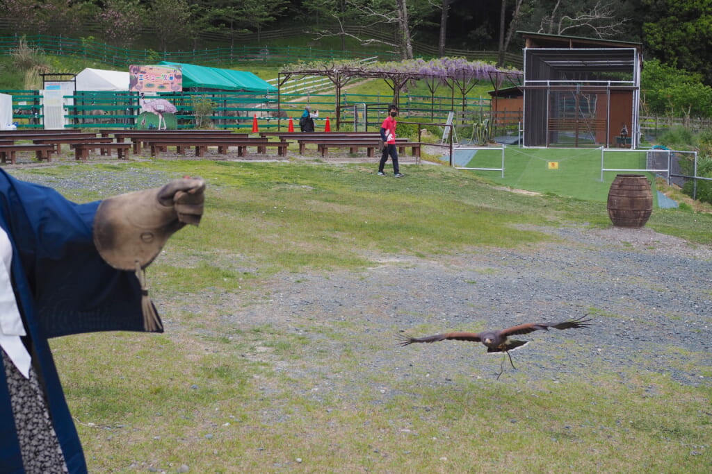 掛川花鳥園の鷹匠体験