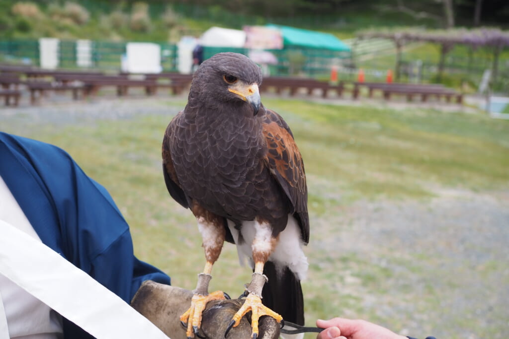 掛川花鳥園の鷹匠体験