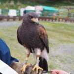 【画像】鷹もインコも乗ってくる⁉︎　鳥との距離感がとにかく近い体験型テーマパーク「掛川花鳥園」 〜 画像1