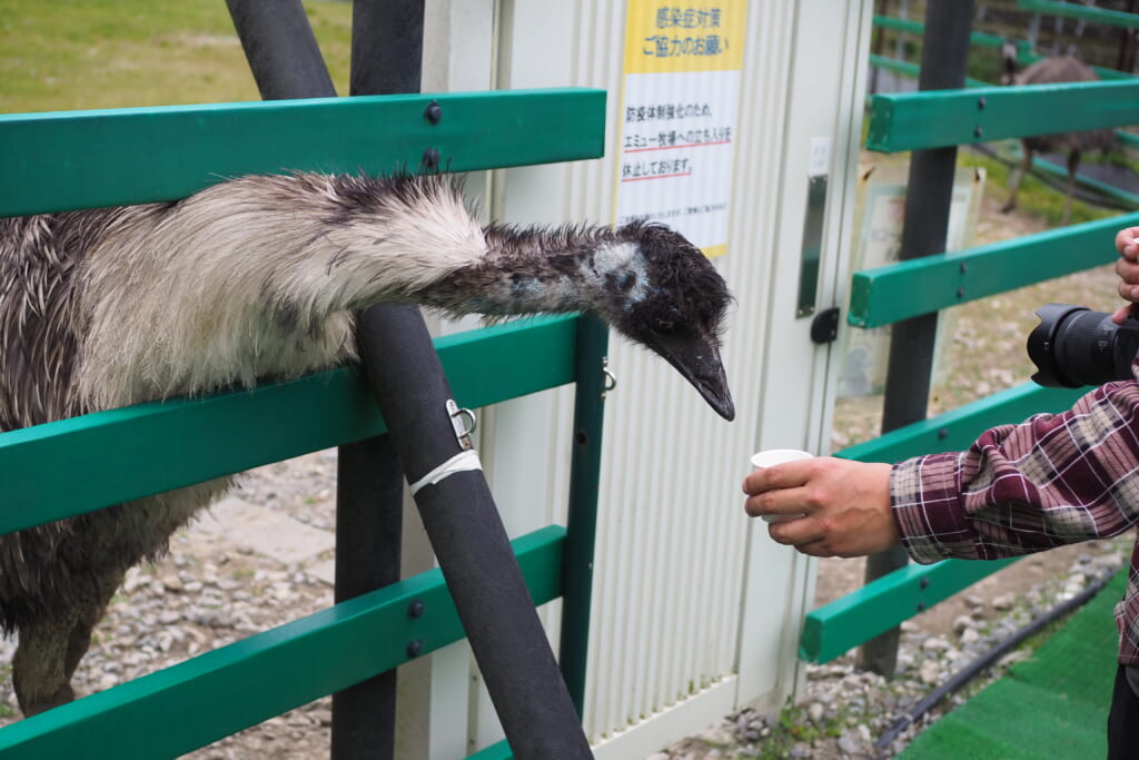 エミューの餌やり