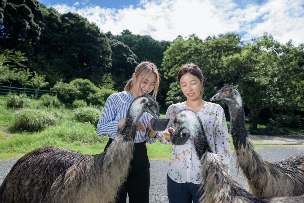 エミューとのふれ合い