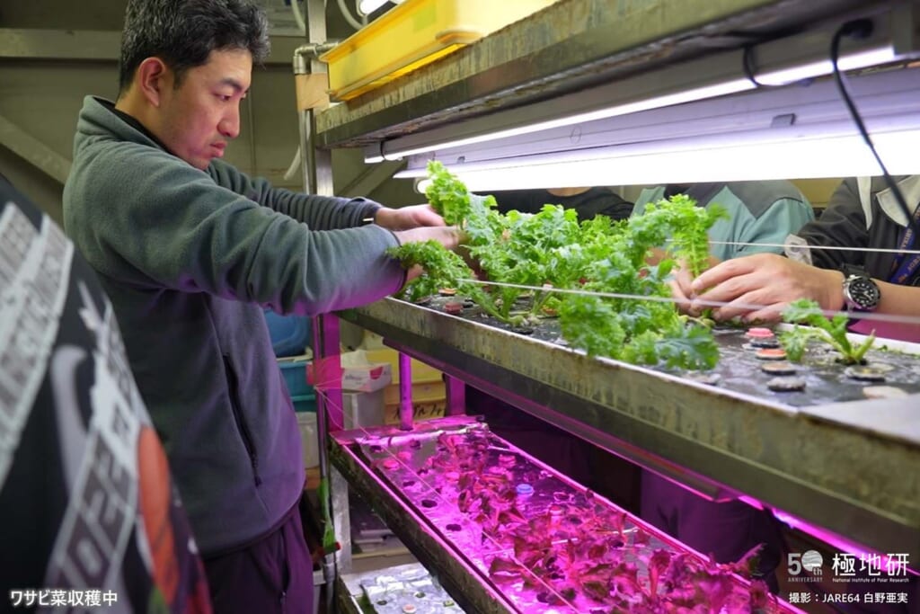 昭和基地でのワサビ菜の収穫