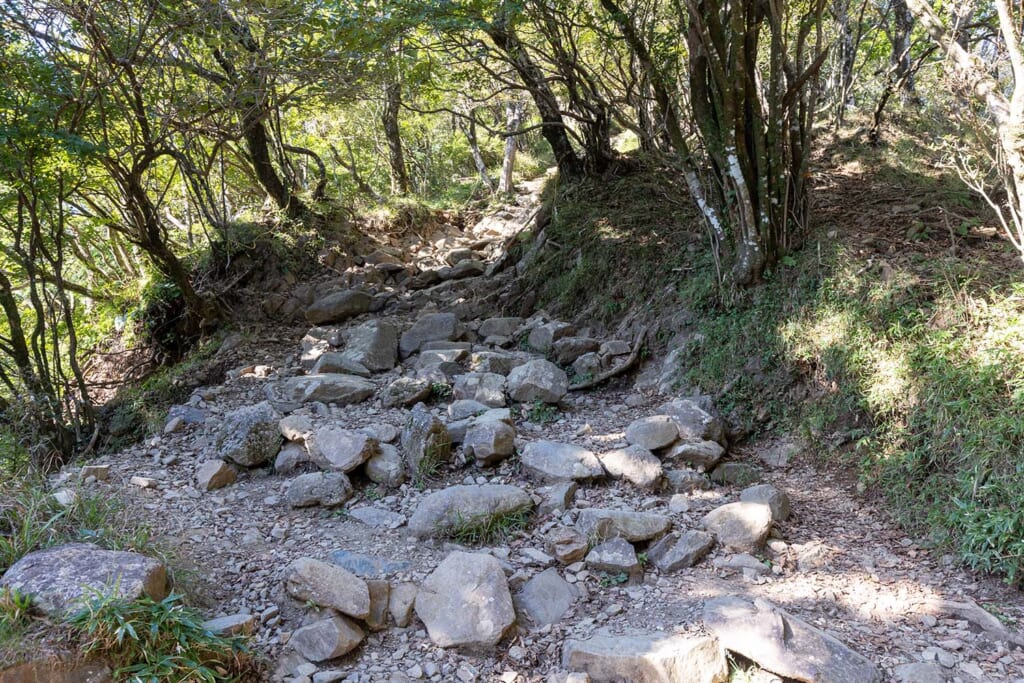 大山の原生林