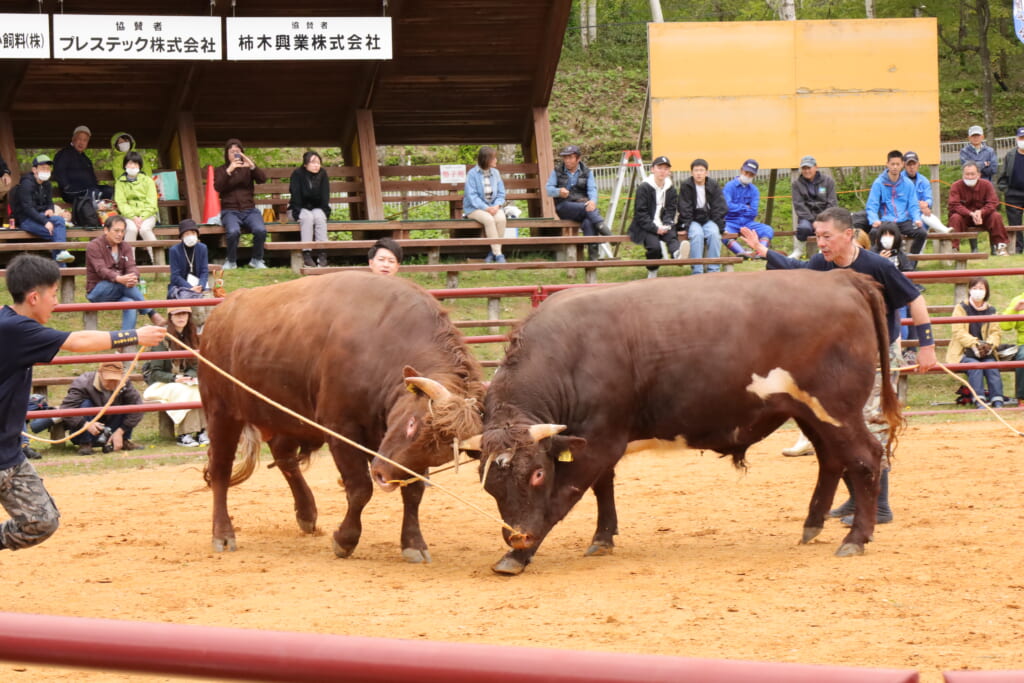 岩手県久慈市で開催の平庭高原闘牛大会