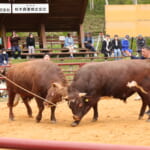 【画像】闘牛たちの熱き大激突！東北唯一の「平庭高原闘牛大会」を観戦してきた！【東北エリア】 〜 画像1