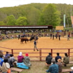 【画像】闘牛たちの熱き大激突！東北唯一の「平庭高原闘牛大会」を観戦してきた！【東北エリア】 〜 画像1