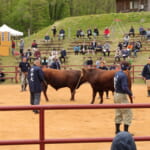 【画像】闘牛たちの熱き大激突！東北唯一の「平庭高原闘牛大会」を観戦してきた！【東北エリア】 〜 画像1