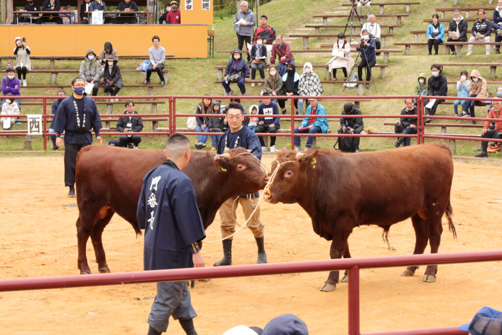 岩手県久慈市で開催の平庭高原闘牛大会